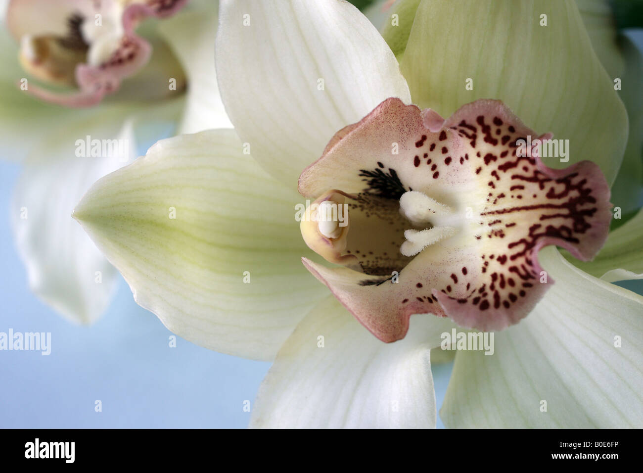 Cymbidium orchid in spring Stock Photo - Alamy