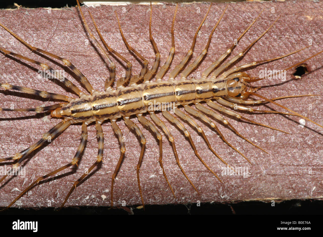 House Centipede Stock Photo