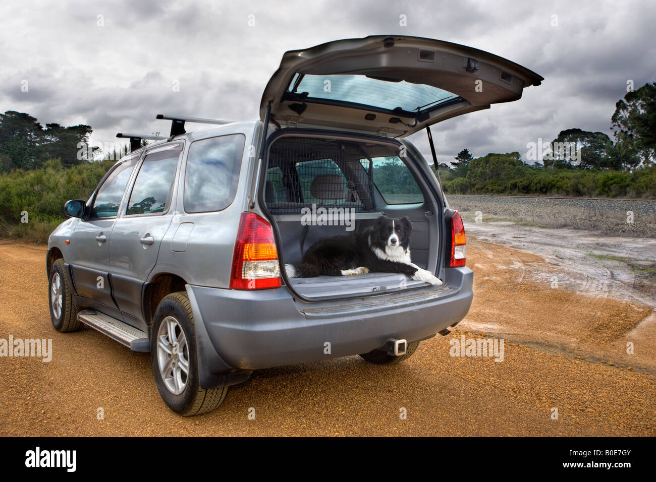 A Border Collie sheepdog sat in the boot of a 4WD. Stock Photo