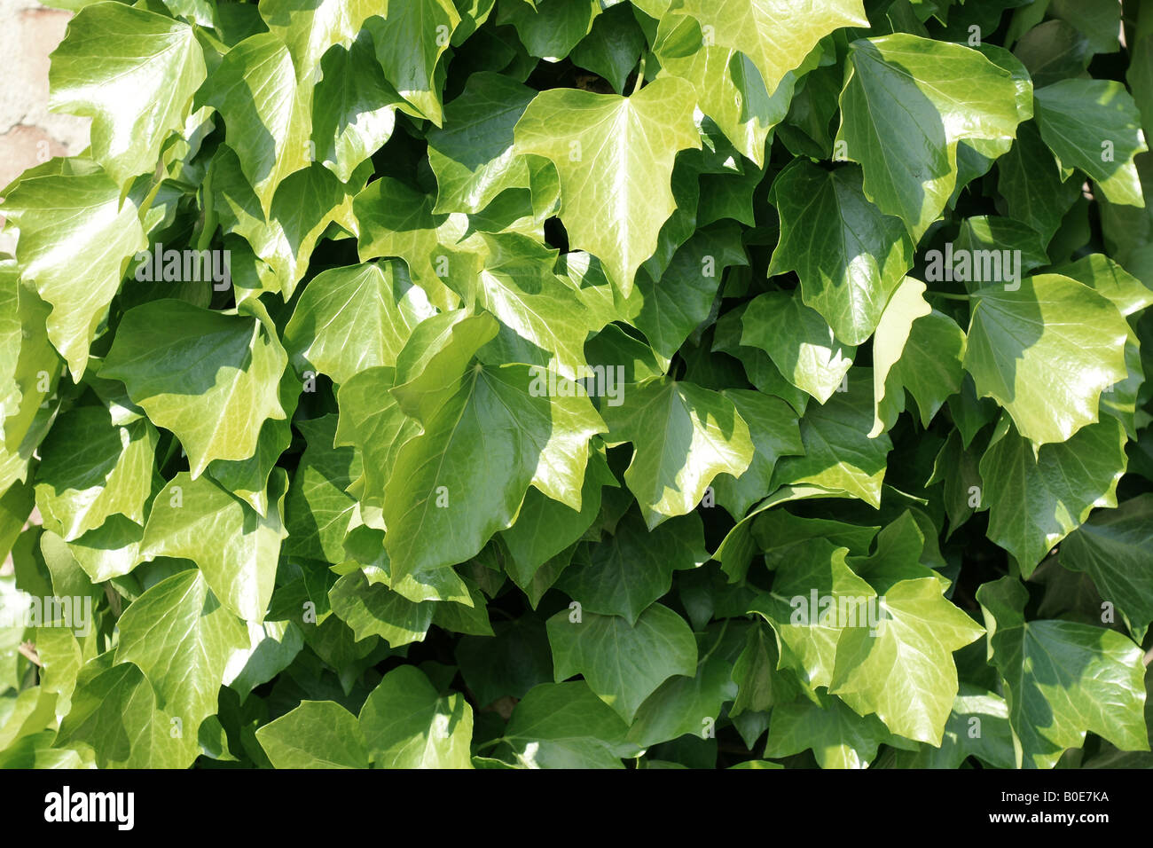 A climbing ivy plant Stock Photo Alamy