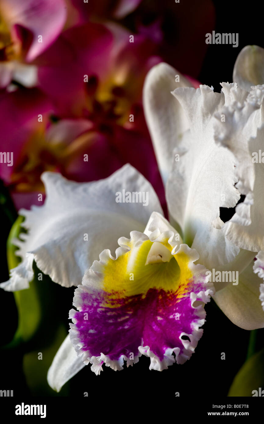 cattleya orchids in window Stock Photo