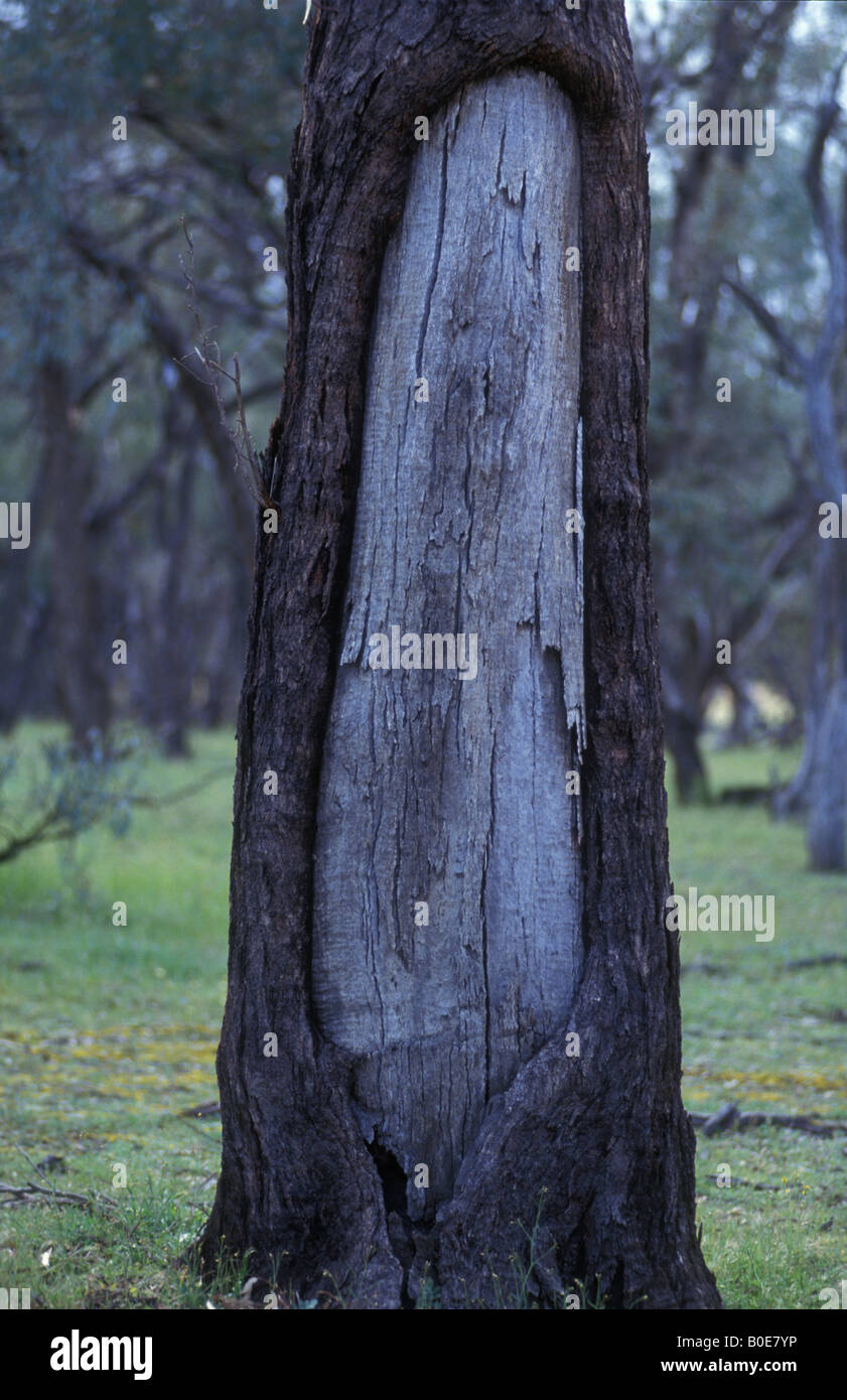 Aboriginal Canoe Tree - Australia - Bark removed to make 