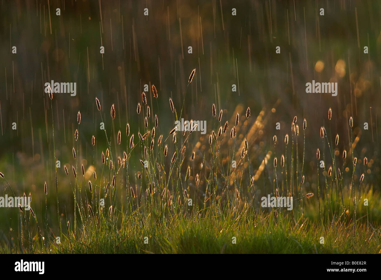 Raindrops falling on lush pasture. Stock Photo