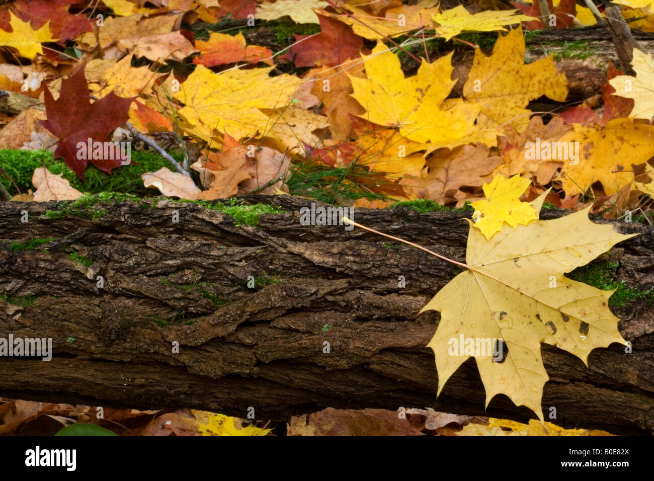 Leaves on a stem hi-res stock photography and images - Alamy