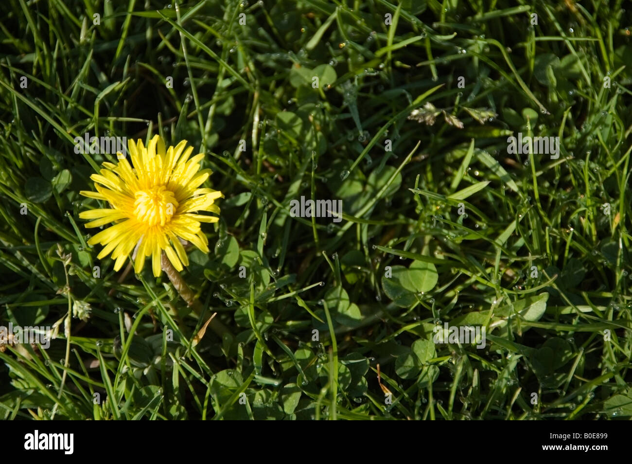One yellow dandelion wild flower on a bed of wet green grass, abstract, Hyde Park, London, Great Britain, UK, Europe Stock Photo