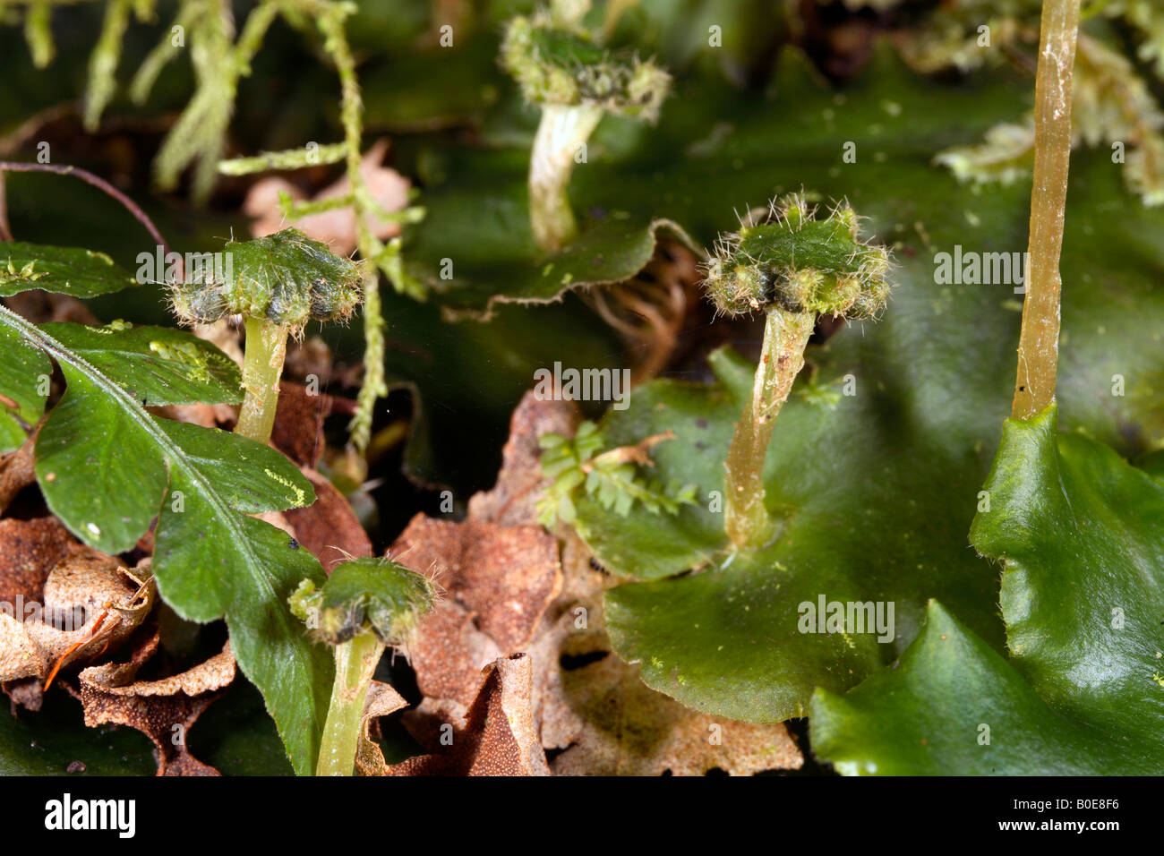 Thalloid liverwort producing archegonia Stock Photo Alamy