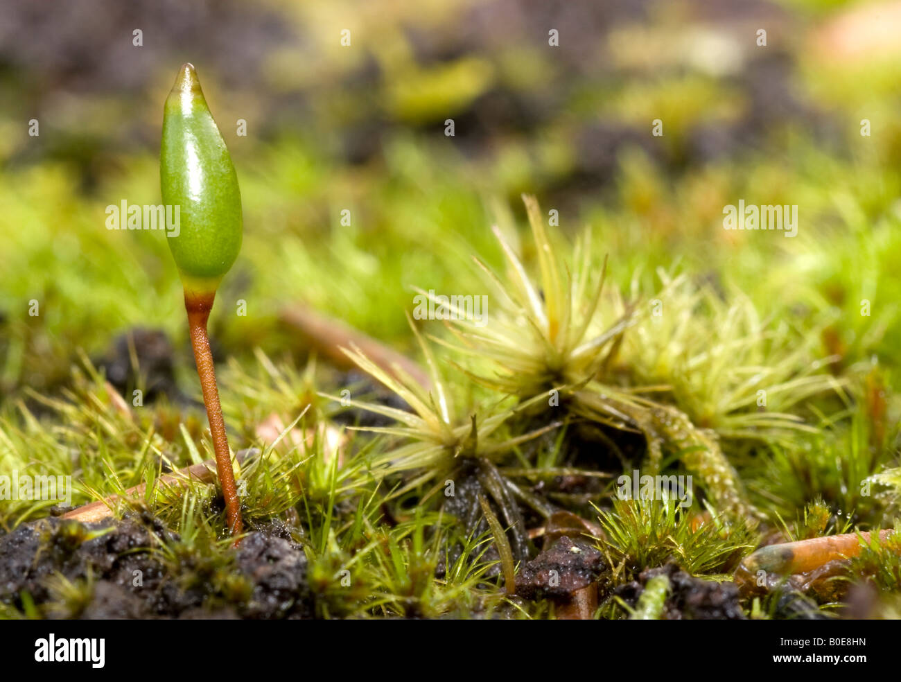 Green Shield Moss (buxbaumia viridis) Stock Photo