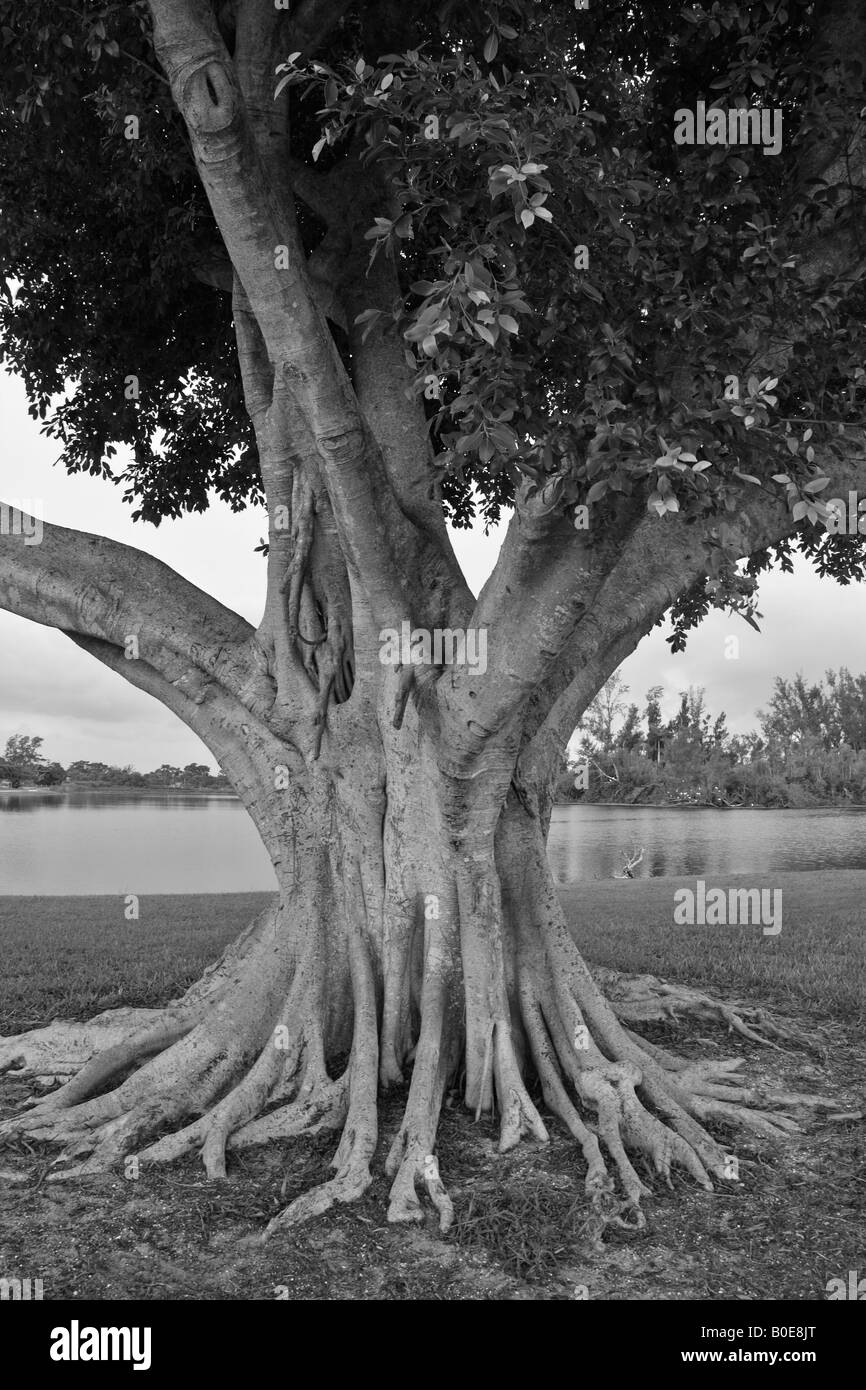 Banyan tree roots Black and White Stock Photos & Images Alamy