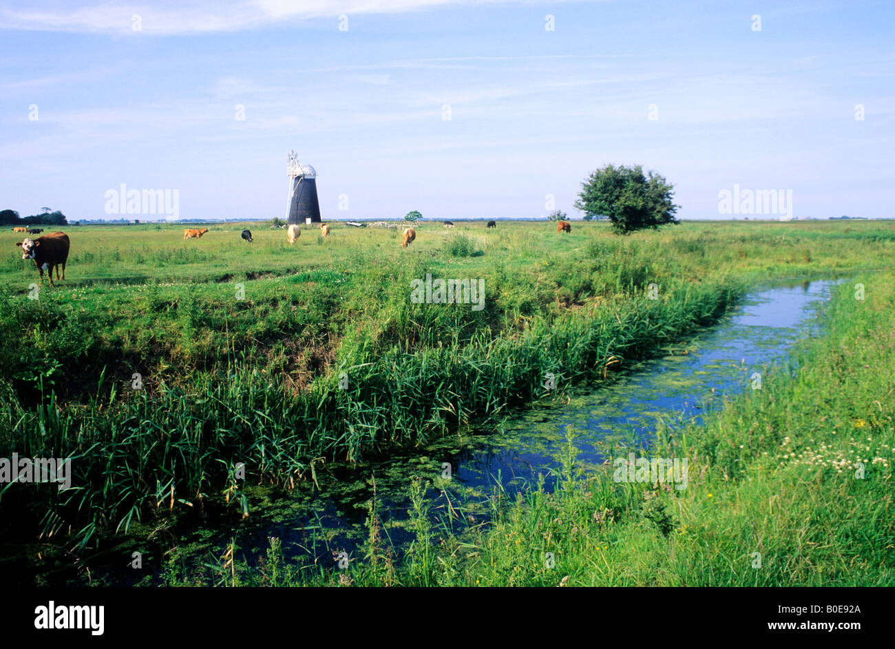Halvergate Marshes Norfolk Broads windmill cattle reed beds marshland grazing pump flat English scenery landscape RSPB reed beds Stock Photo