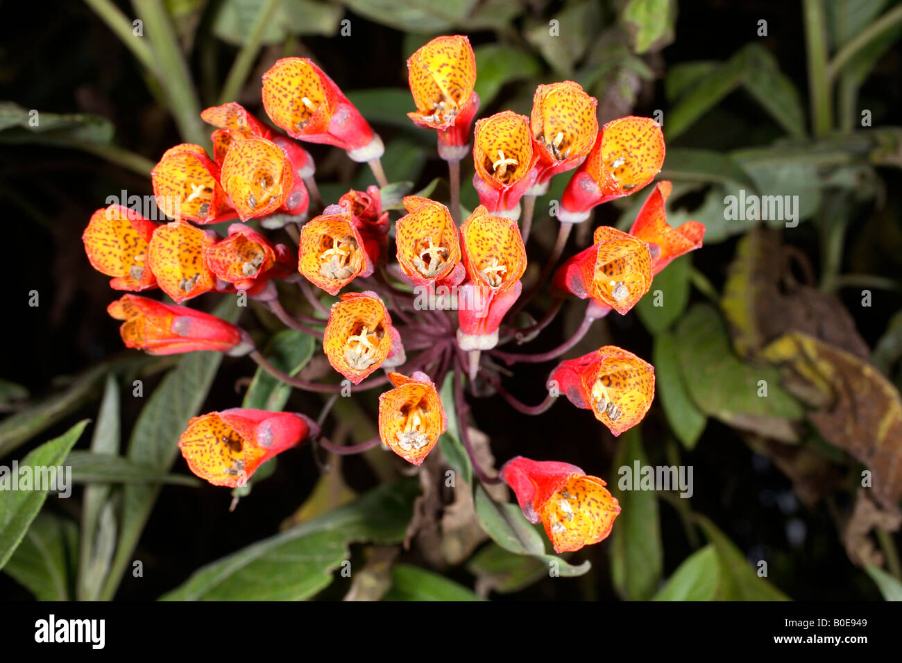 Bomarea caldisii (Alstroemariaceae) on the western slopes of the Ecuadorian Andes Stock Photo