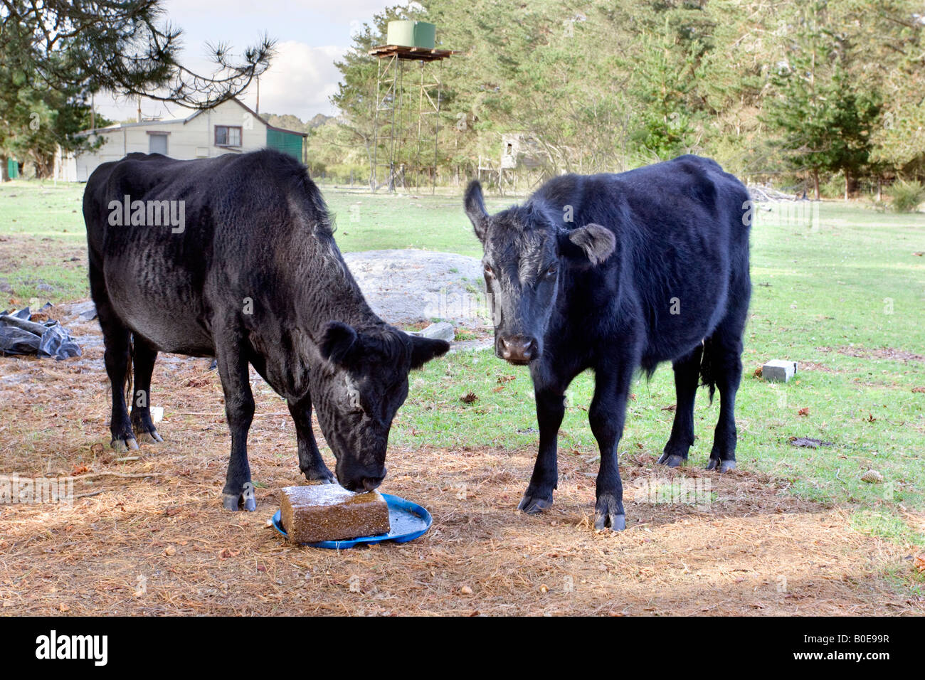 Two cows on a farm, with one licking the salt lick Stock Photo Alamy