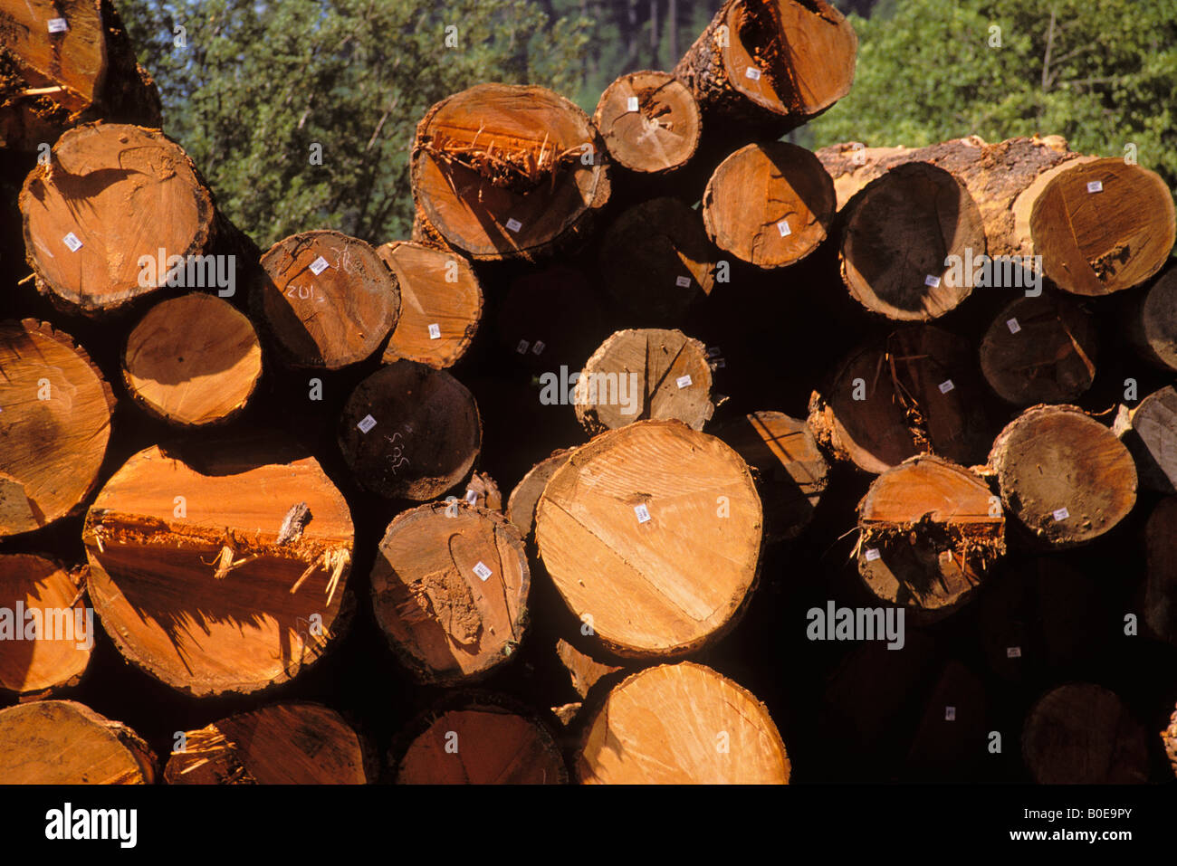 Tagged and stacked timber at mill site on the border of Redwood National Park Humboldt County California Stock Photo