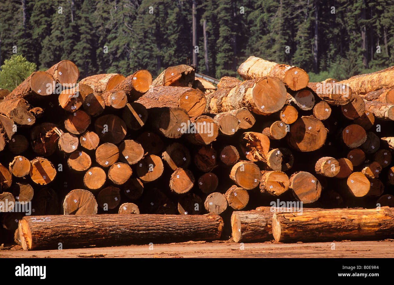 Tagged and stacked timber at mill site on the border of Redwood National Park Humboldt County California Stock Photo