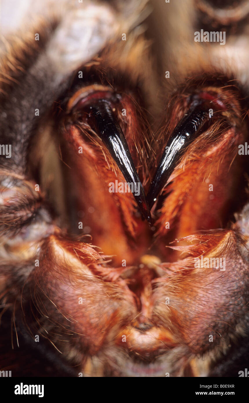 close up of the venomous fangs of red-knee tarantula spider Stock Photo