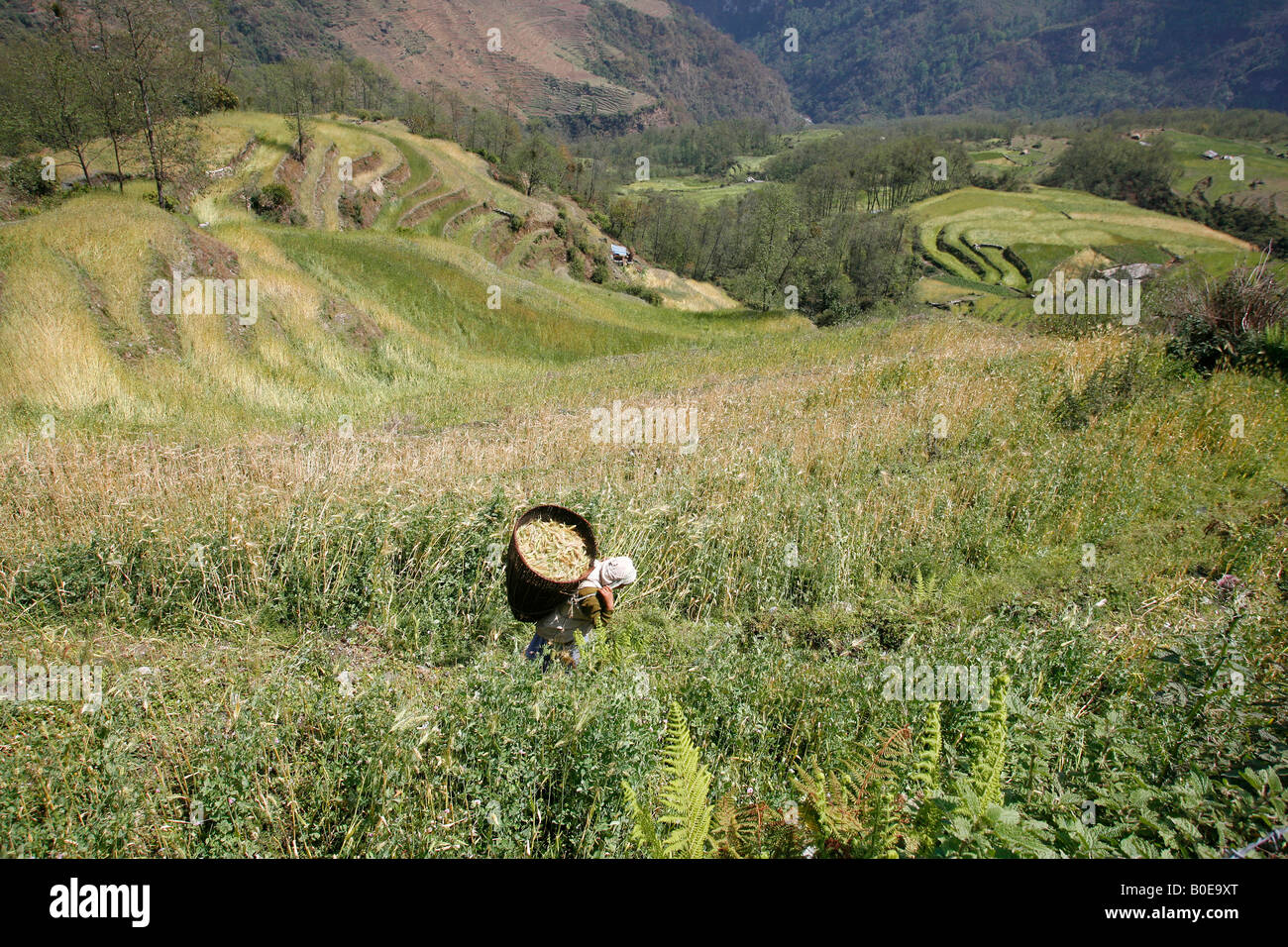 female farmer carry rice load on back in field nepal Stock Photo - Alamy
