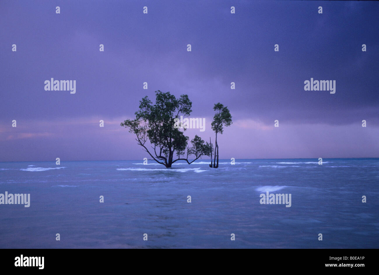 mangrove tree and rising sea levels in Borneo (East Kalimantan) Stock Photo