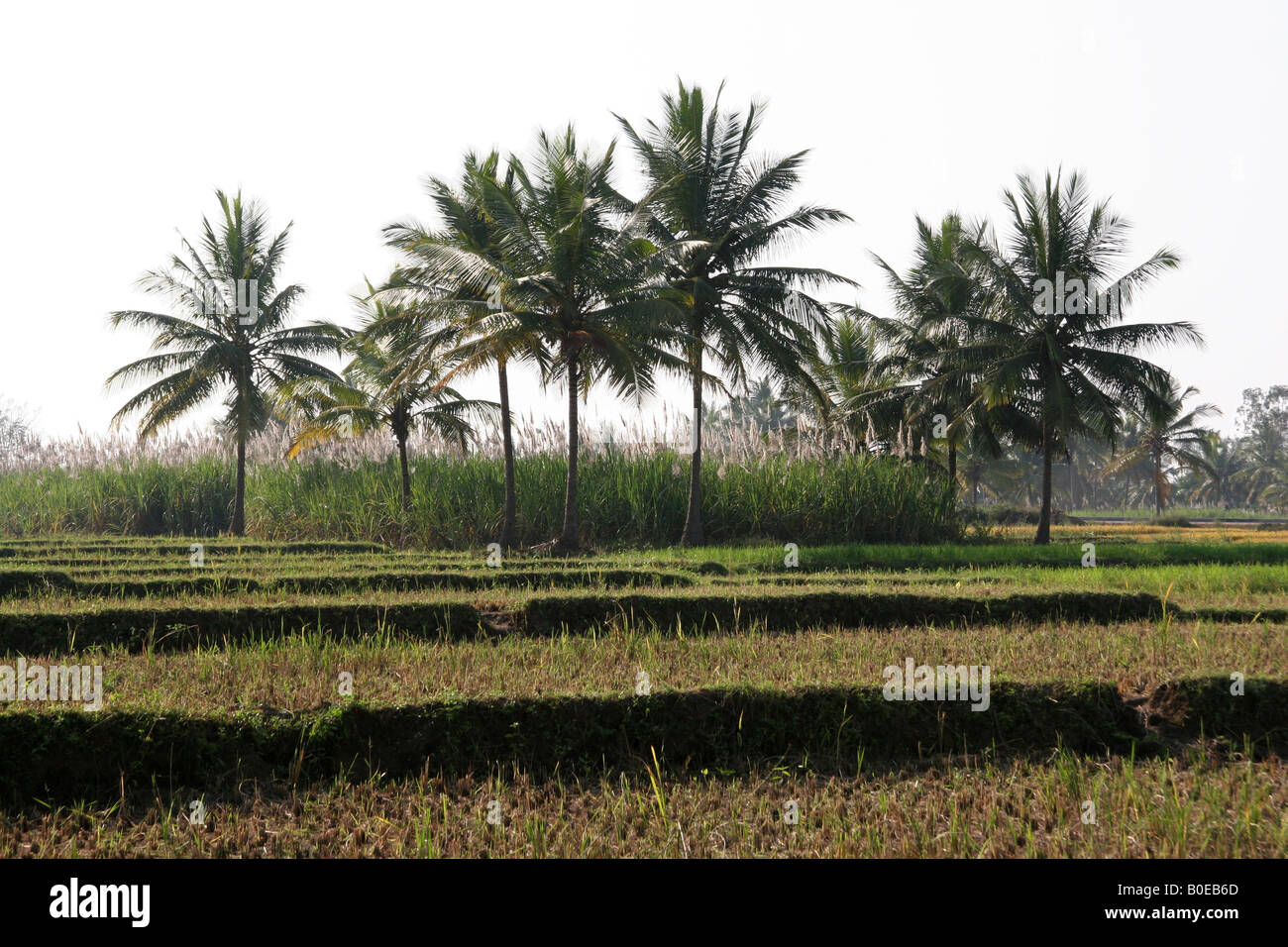 Rice grows in rural Karnataka, close to Mysore in South India. Rice is one of the region's