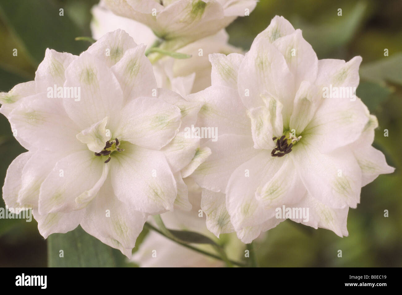 Delphinium hybrida 'Green Twist' Stock Photo