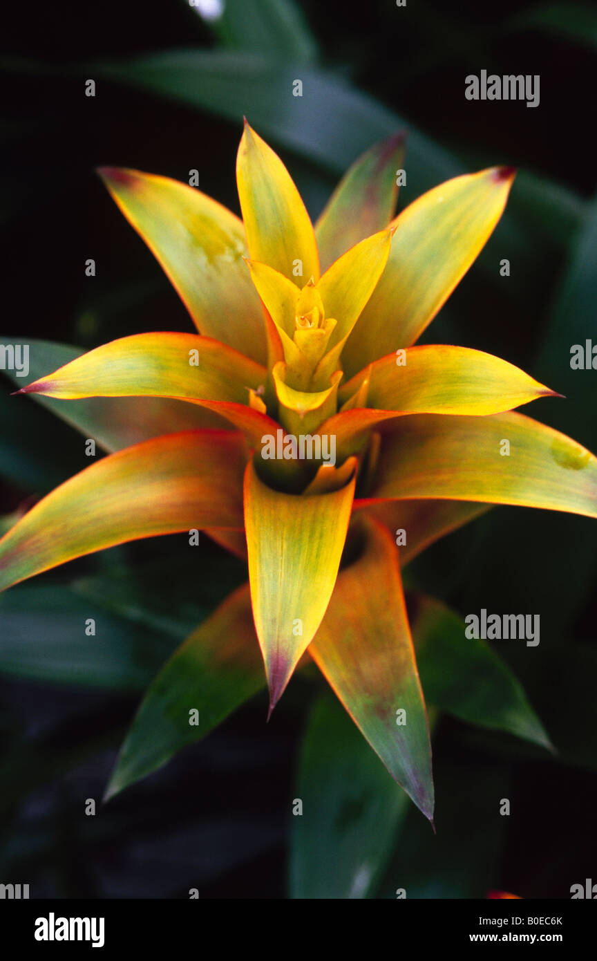 yellow and green bromeliad plant Stock Photo