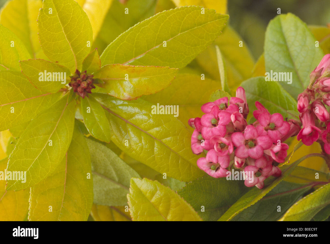 Escallonia laevis 'Gold Ellen' Close up of leaves and flowers. Stock Photo