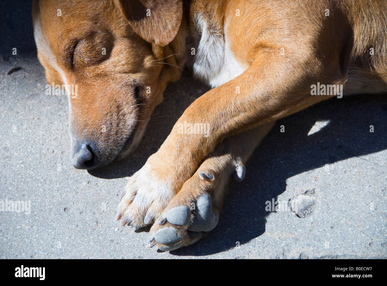 A sleeping dog Stock Photo