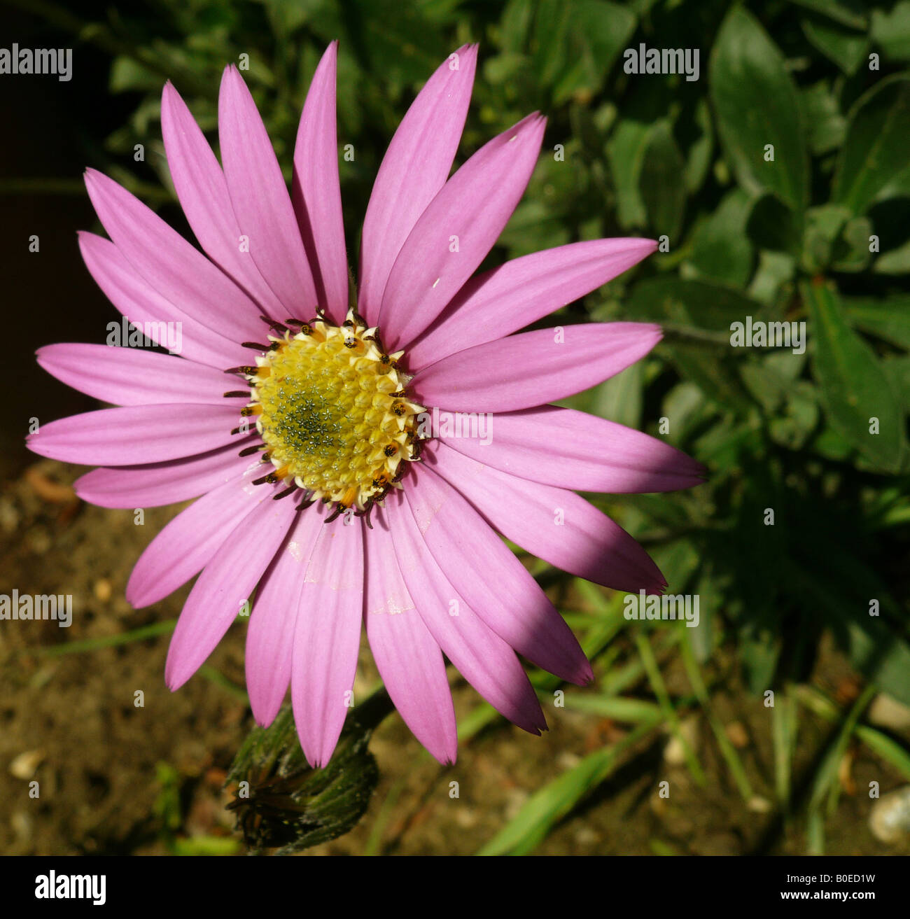 Sunburst Daisy - pink variety Stock Photo