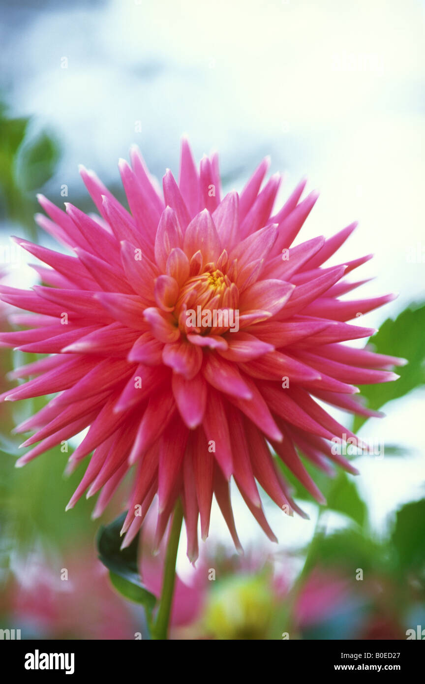 Pink dahlia flower in bloom Stock Photo