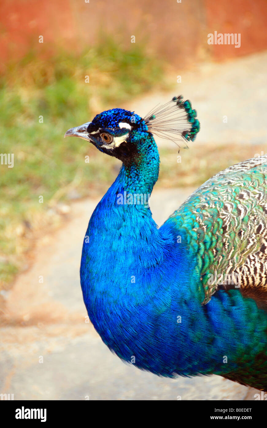 Peacock bird animal blue hi-res stock photography and images - Alamy