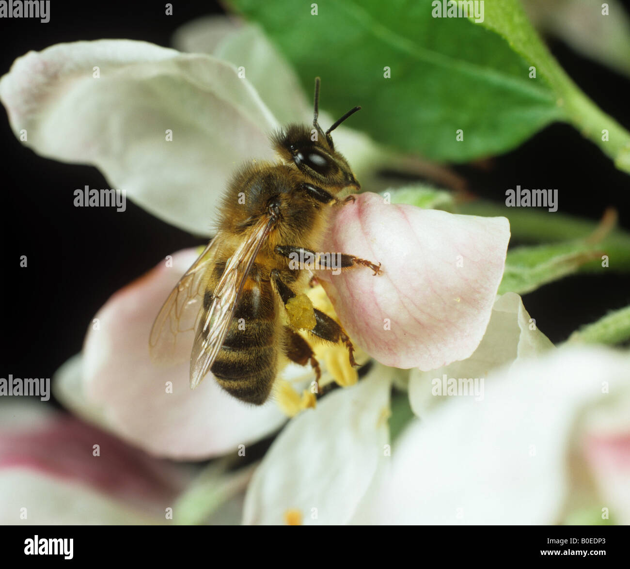 Honey bee Apis mellifera visiting an apple tree flower Stock Photo