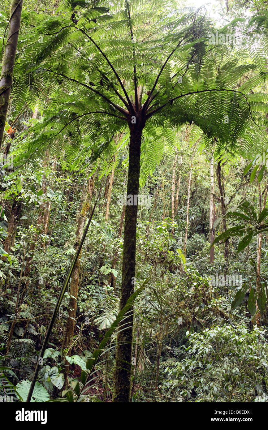 Tree fern in cloudforest at 1,800m in Western Ecuador Stock Photo