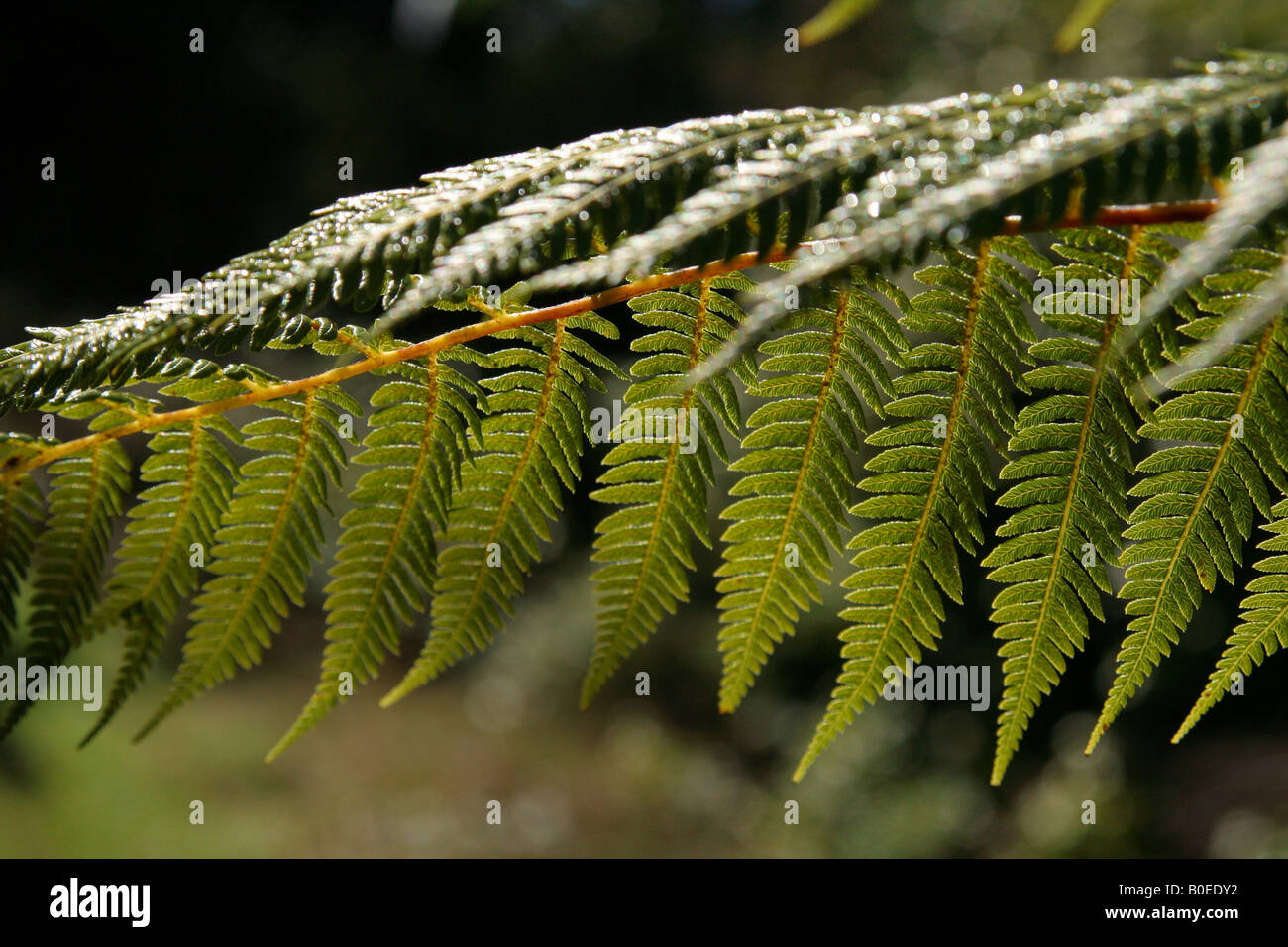 Fern leaf in sunlight Stock Photo Alamy