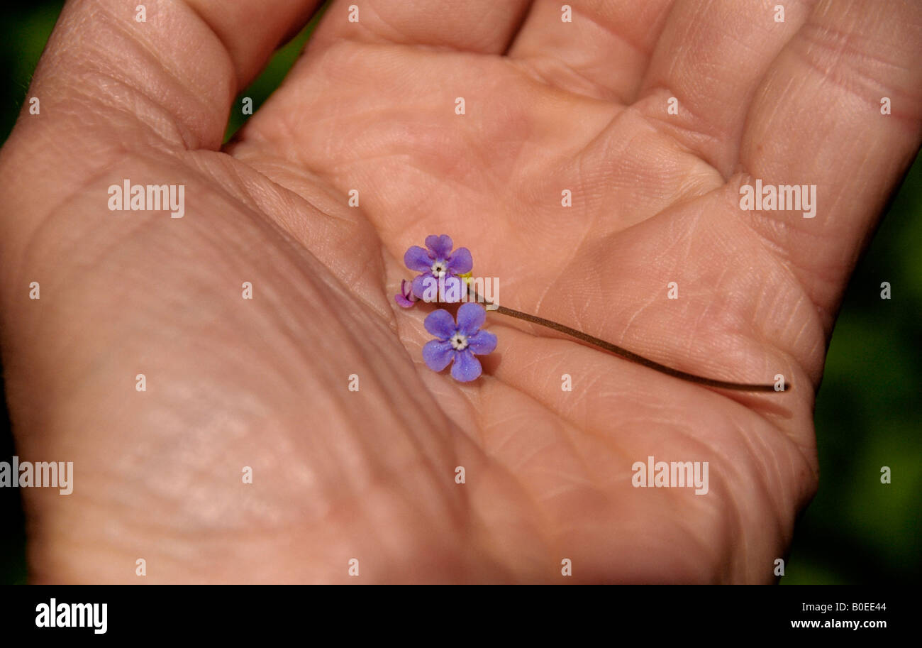 A stem of two flowering 'Wood Forget -me-not'. ( Myosotis sylvatica) lie in the palm of a hand. Stock Photo