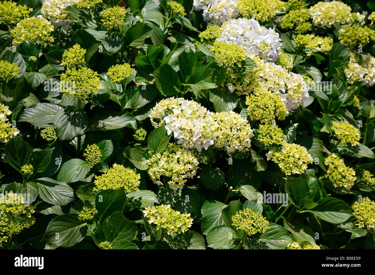 Hydrangea flowers Stock Photo