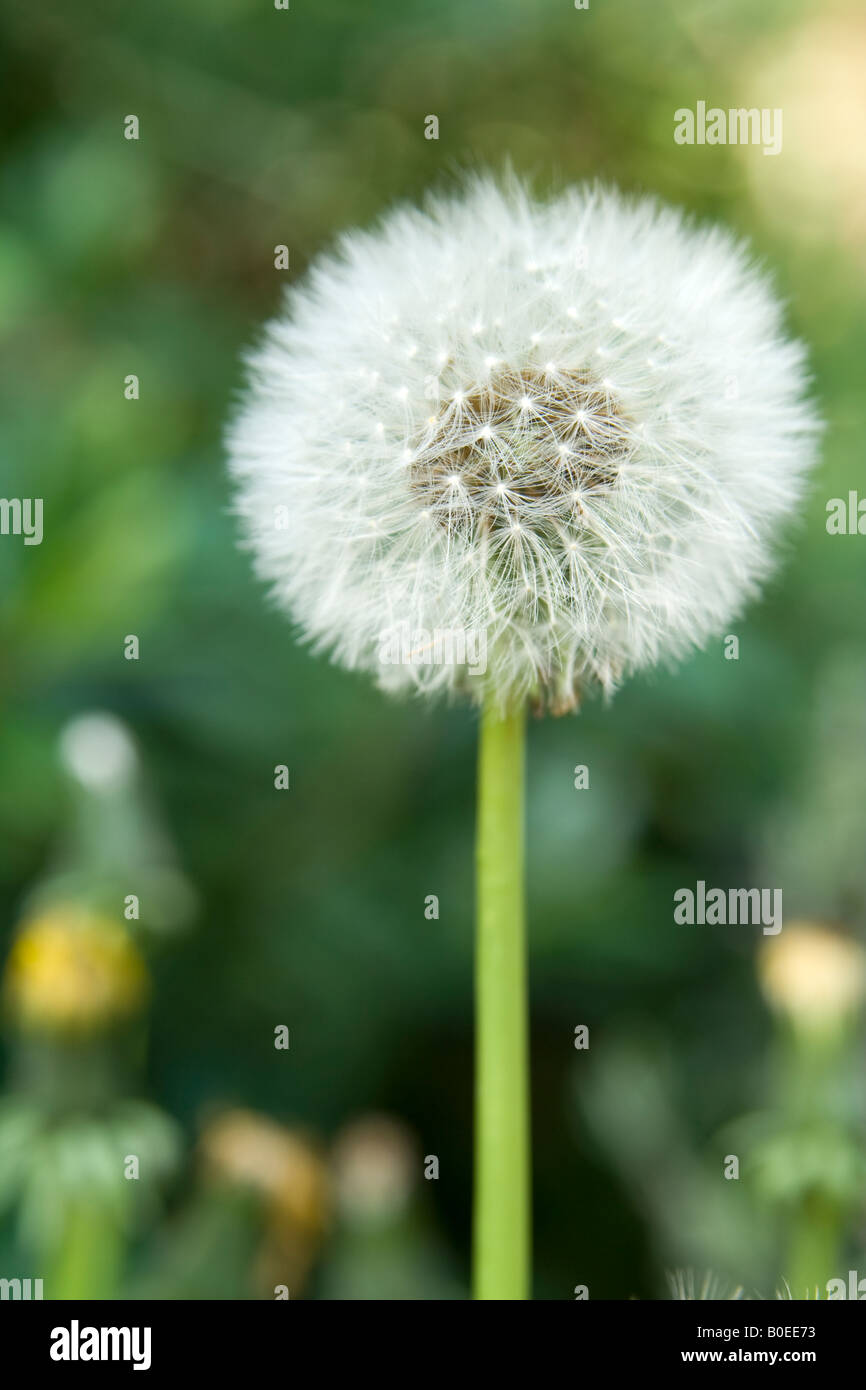Dandelion clock (Taraxacum officinale), UK Stock Photo Alamy