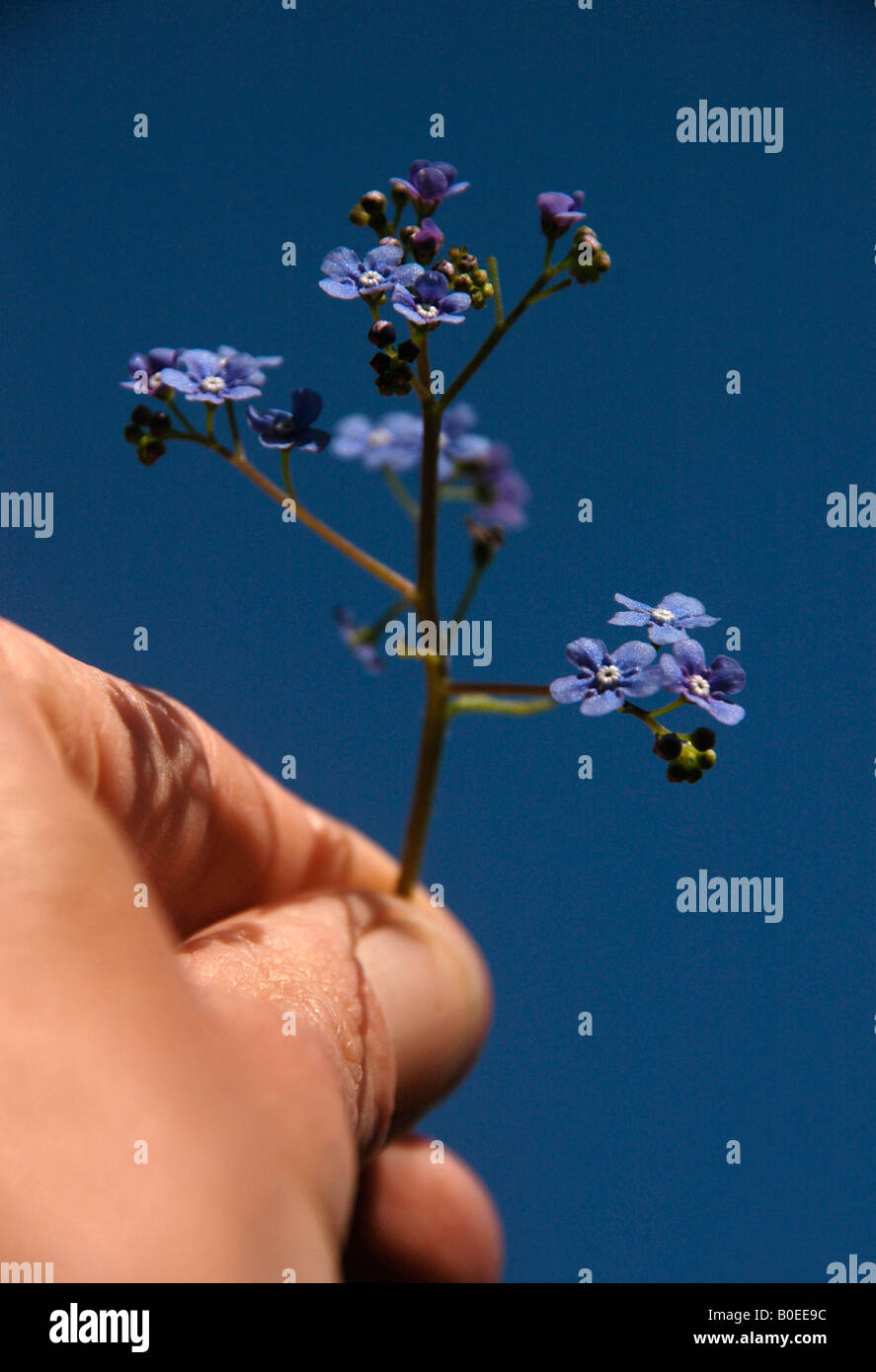 A stem of Flowering Wood Forget -me-not. ( Myosotis sylvatica) held by hand. Stock Photo