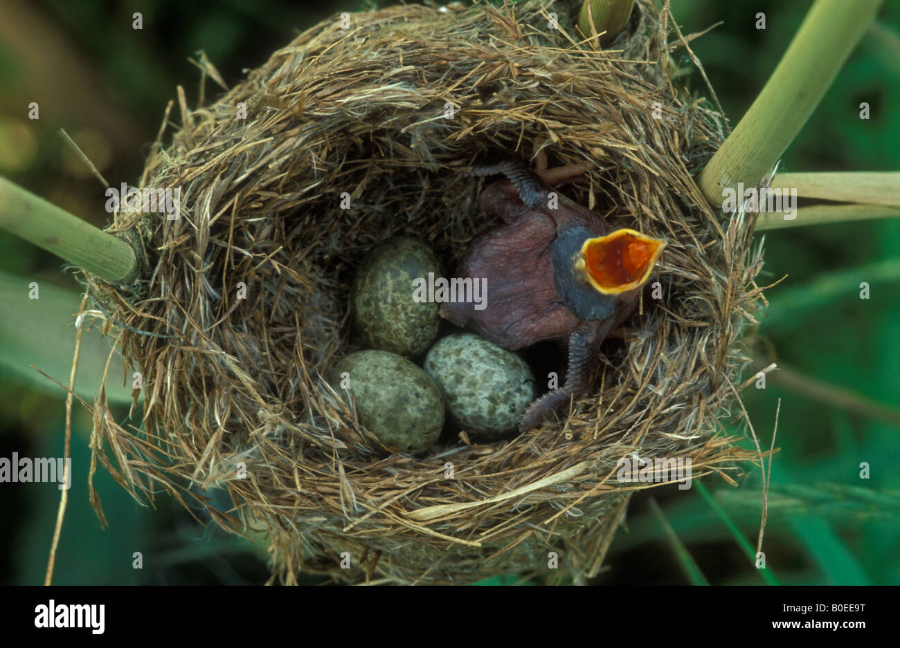 Cuckoo bird egg hires stock photography and images Alamy