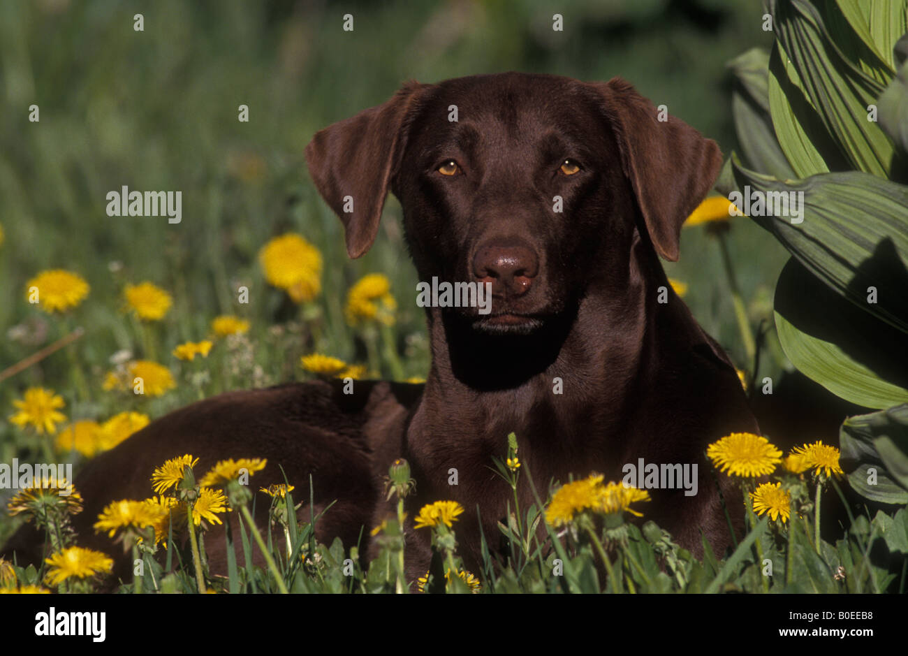 Chocolate Labrador Retriever - Colorado - In field with dandelions Stock Photo
