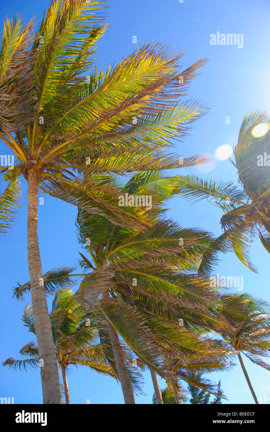 Palm trees in the sun Stock Photo Alamy