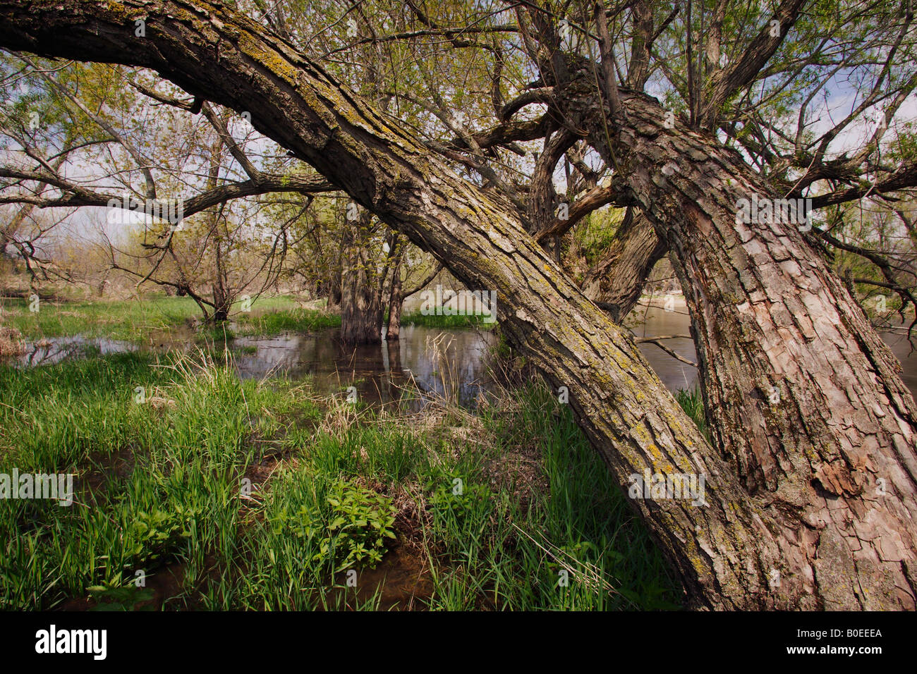 black willow tree (Salix nigra), Winnebago Oxbow area, Cerro Gordo County, Iowa USA Stock Photo