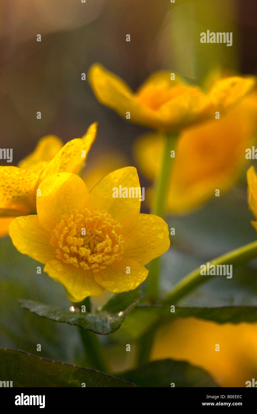 marsh marigold (Caltha palustris), Winnebago Oxbow area, Cerro Gordo County, Iowa Stock Photo