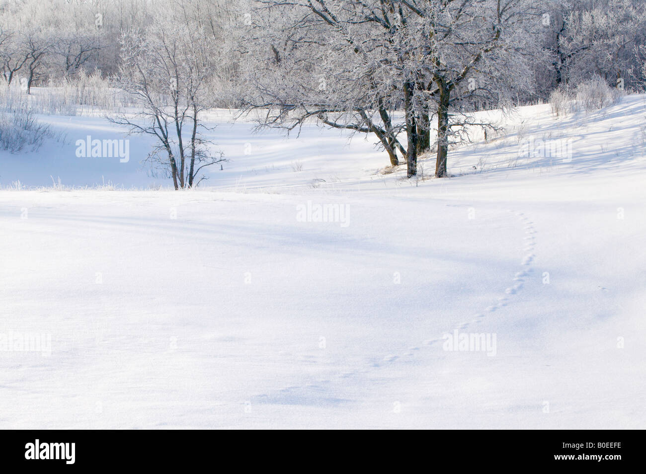 snow covered savanna, Fertile Sand Hills, Minnesota Stock Photo