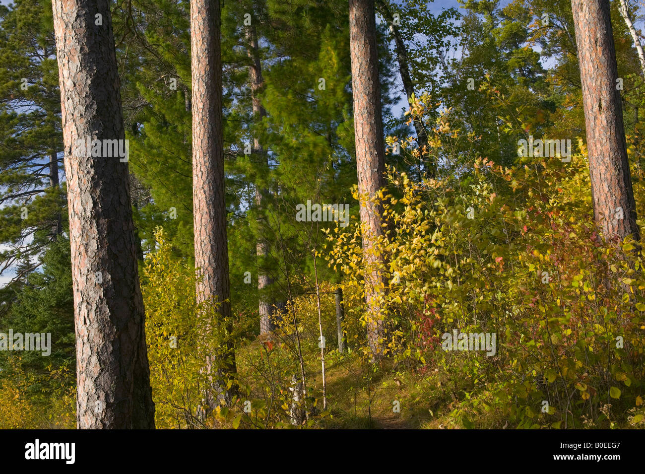 red pine forest (Pinus resinosa), Itaska State Park, Minnesota Stock Photo