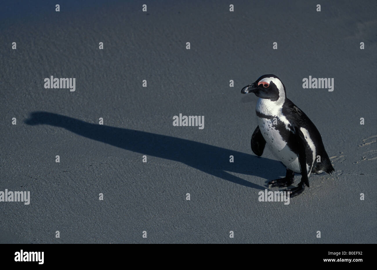 African Penguin (Spheniscus demersus) South Africa Stock Photo