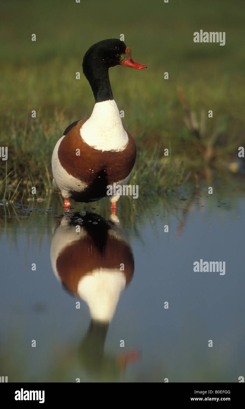 Shelduck (Tadorna tadorna) Sweden Stock Photo