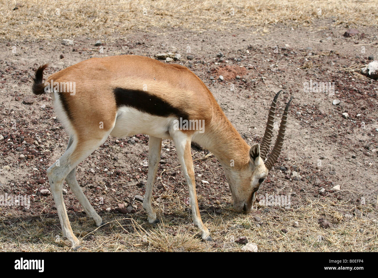 Thomson's gazelle (Gazella thomsoni Stock Photo - Alamy