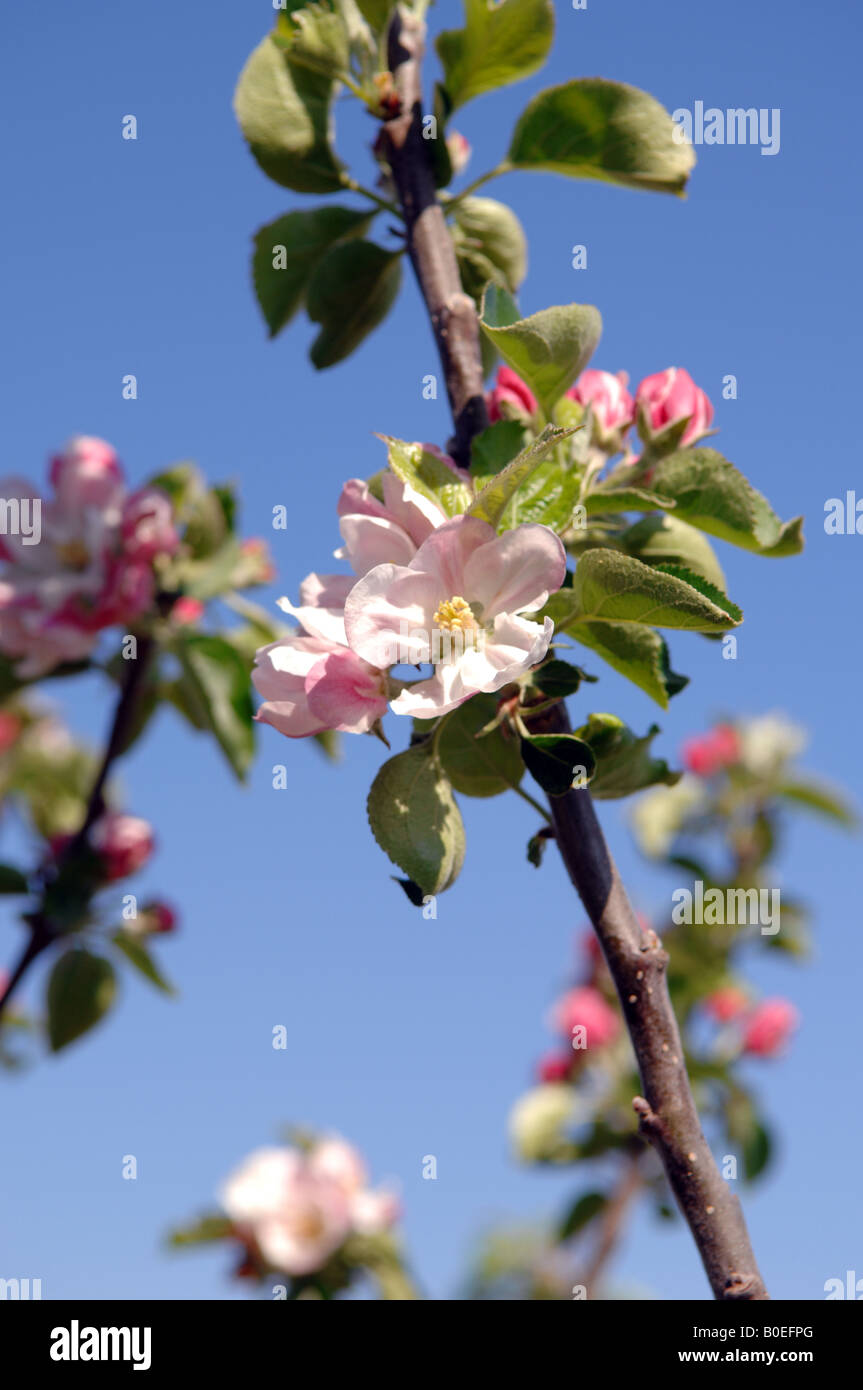 Apple trees blossom uk hi-res stock photography and images - Alamy