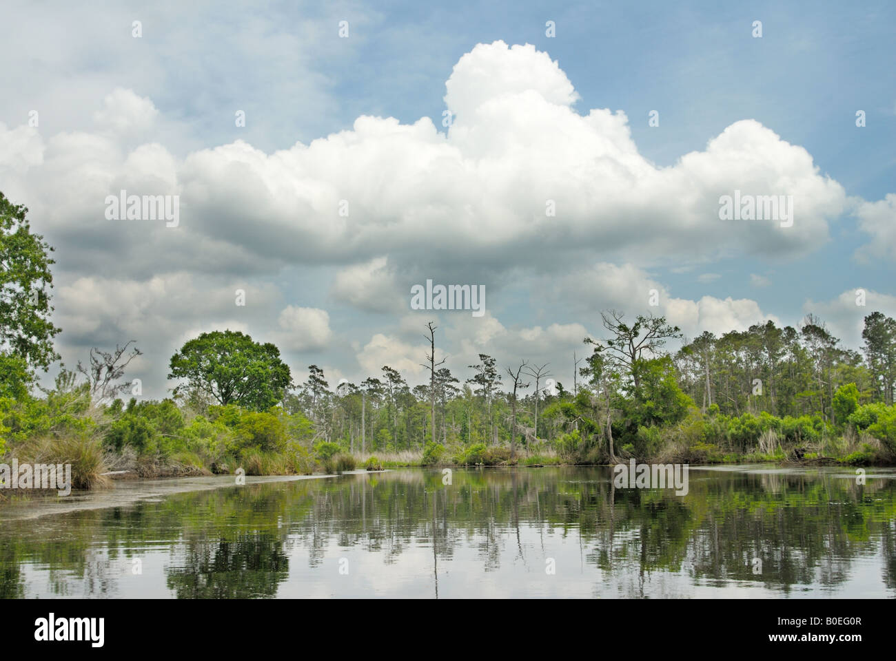 Cane Bayou natural area near New Orleans Louisiana Stock Photo