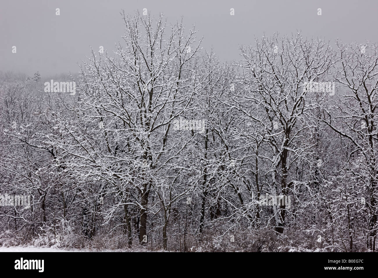 Trees covered with snow Upstate New York USA Stock Photo Alamy