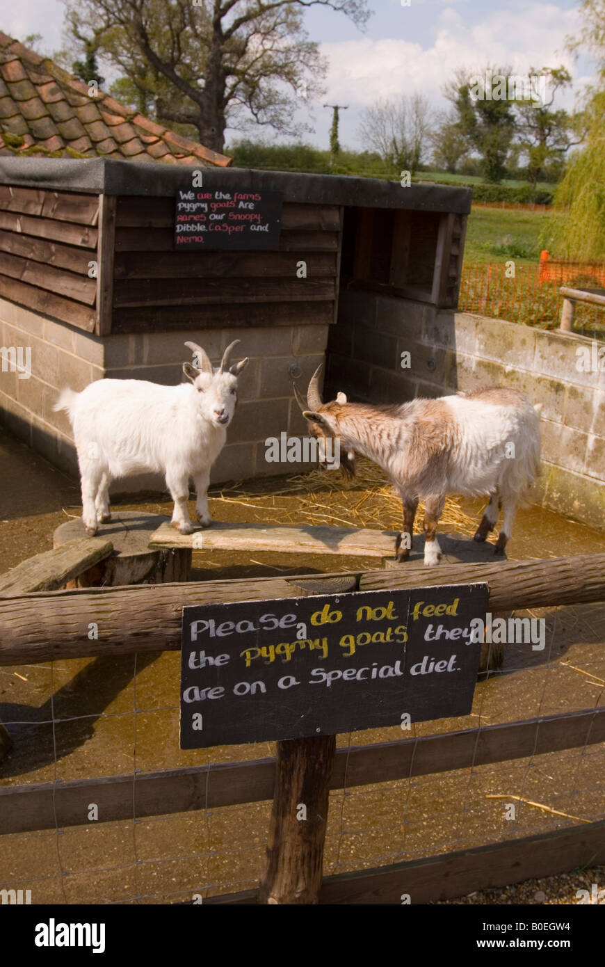 Pygmy Goats At Wroxham Barns In Norfolk,Uk Stock Photo Alamy
