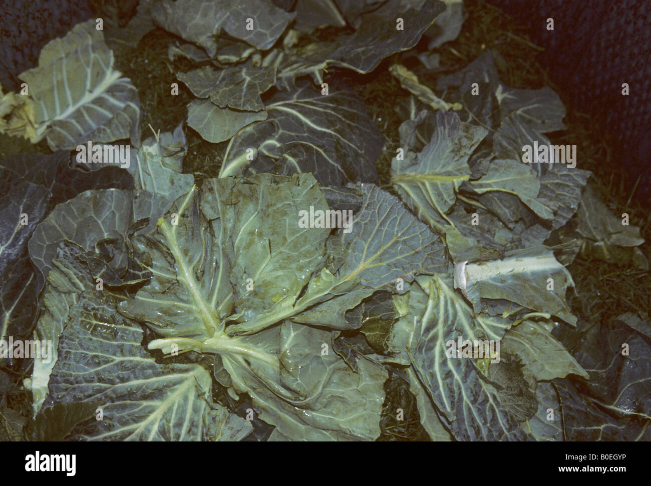 recycling kitchen waste outer leaves of a cabbage in compost bin used